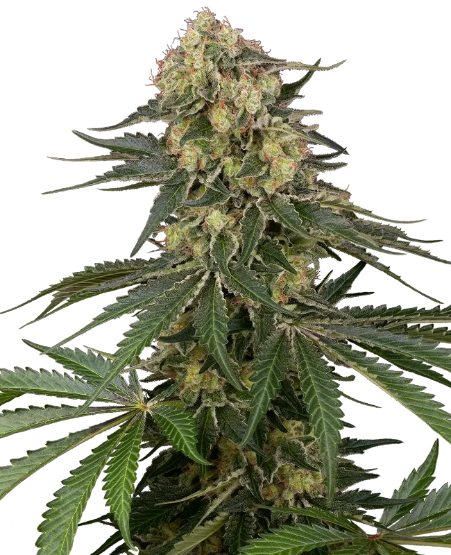 Berliner Automatic Seeds