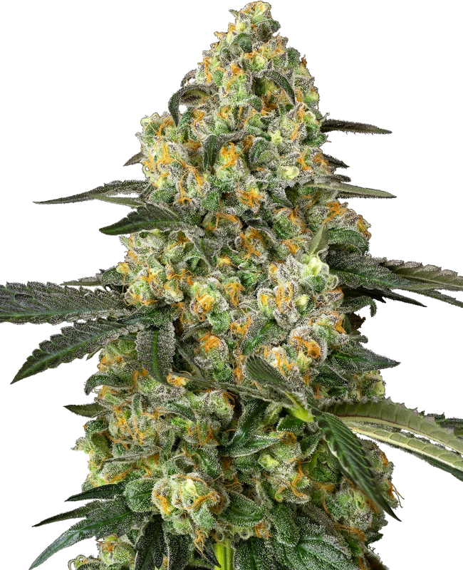 Berry Autoflowering Seeds - Fast, Fruity | 10–15% THC