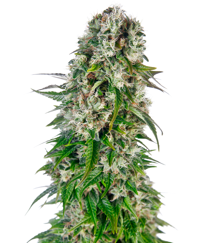 Big Bud Automatic Seeds