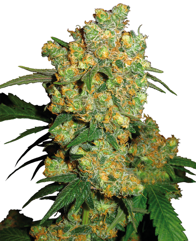 Big Bud Feminized Seeds