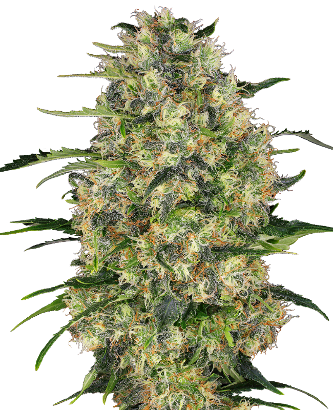Black Domina Seeds