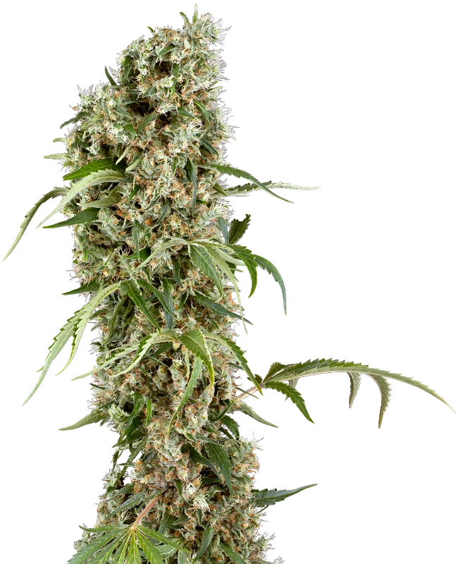 Blackberry Herer Feminized Seeds