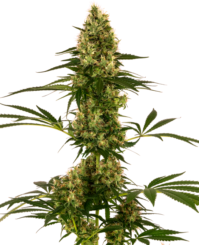 Blue Bullet Automatic Seeds