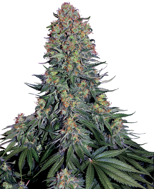 Blue Skunk Feminized Seeds