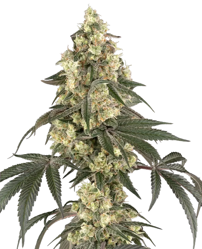 Boujee Berriez Feminized Seeds