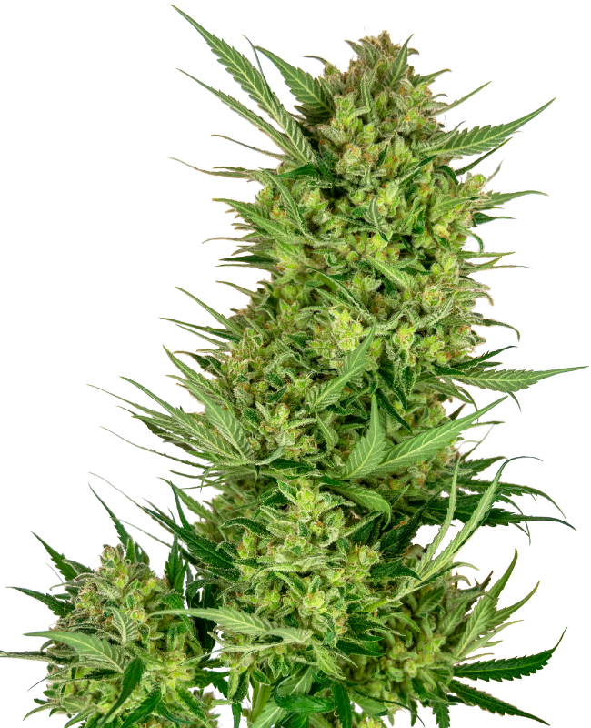 Buttercream Gelato Feminized Seeds