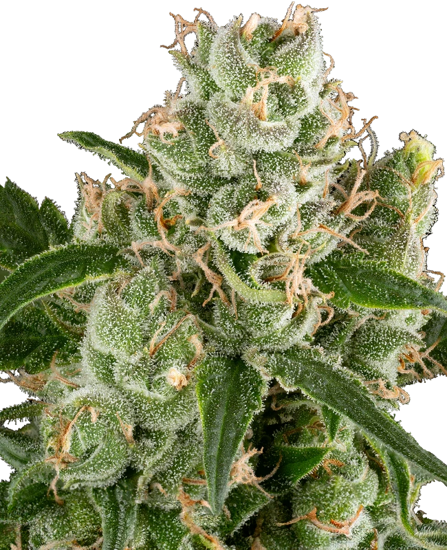California Haze Feminized Seeds