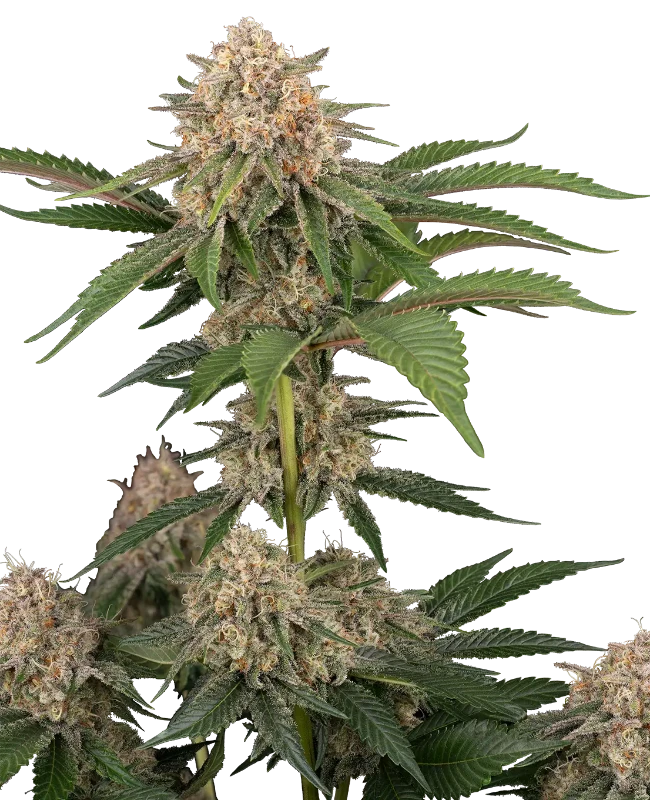 California Runtz Automatic Seeds