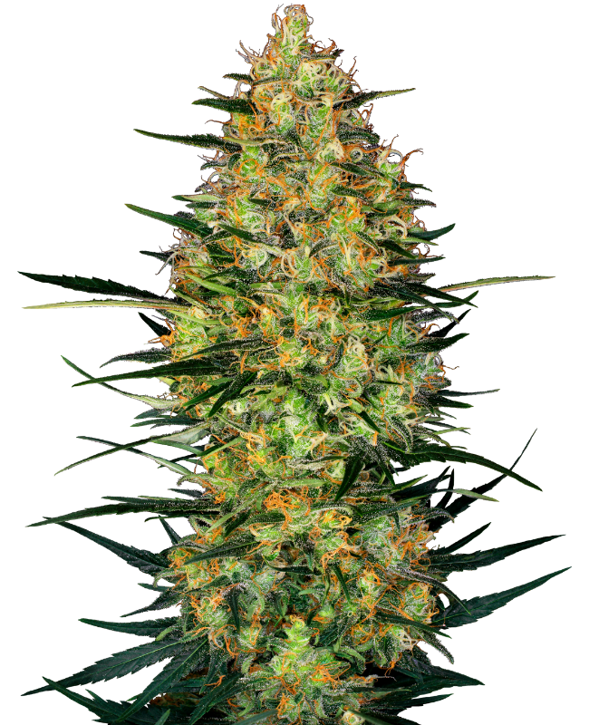Caramellow Kush Automatic Seeds