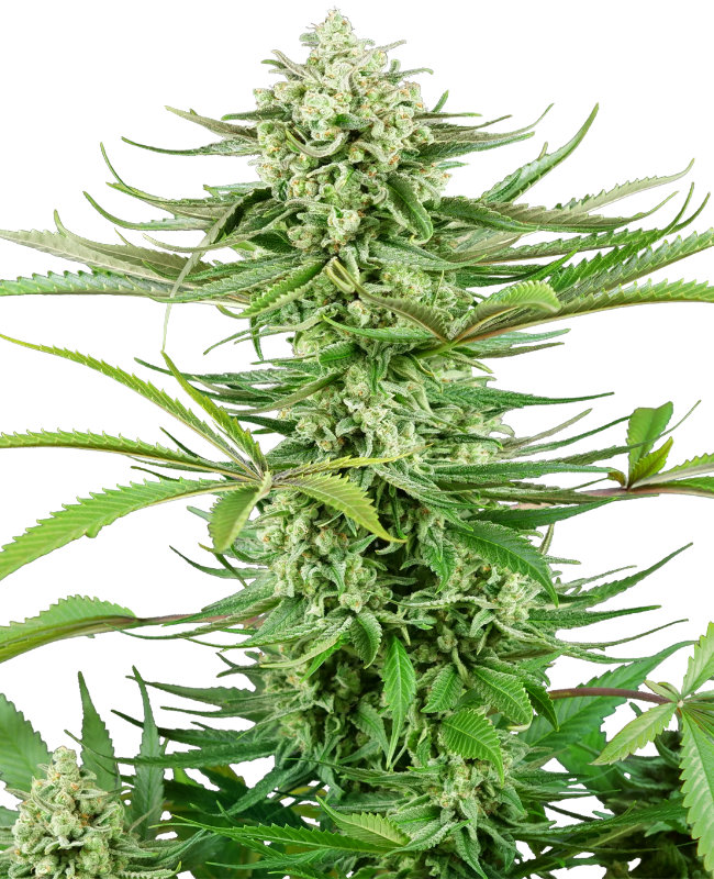 Cashew Kush Feminized Seeds