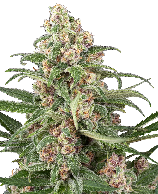 Cassis Automatic Seeds
