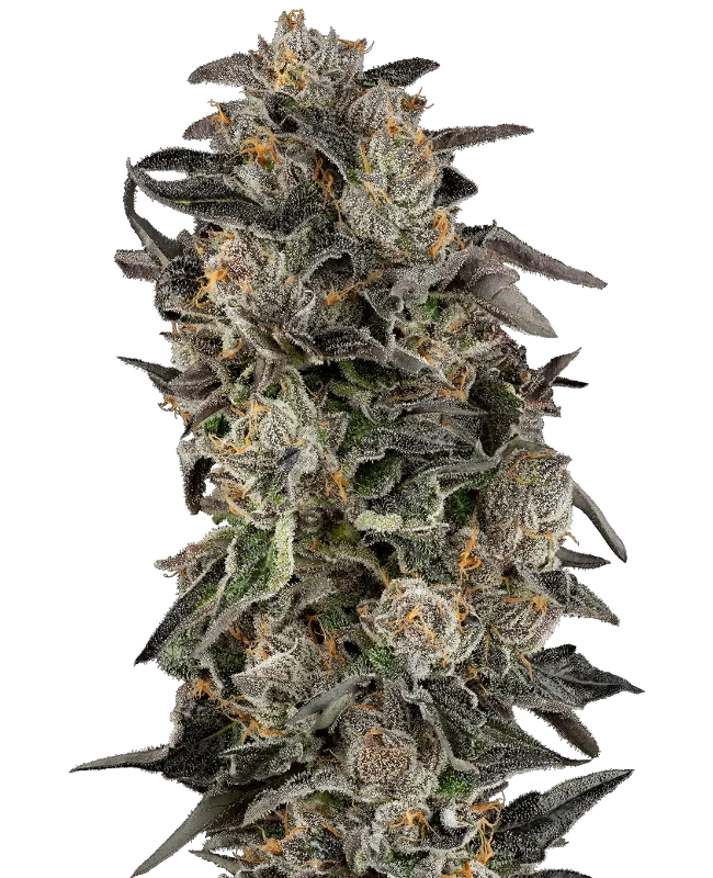 Cherry Strudel Feminized Seeds
