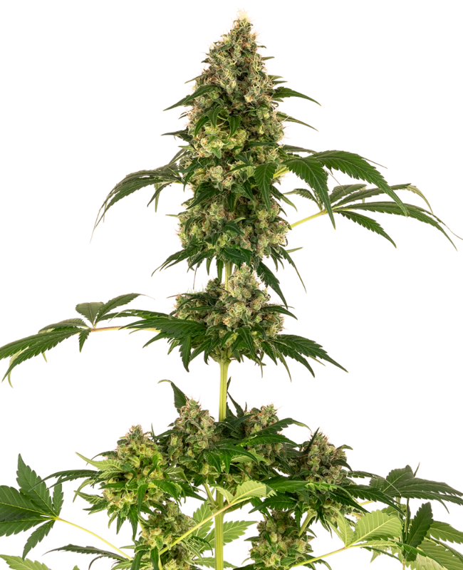 Cobalt Haze Feminized Seeds
