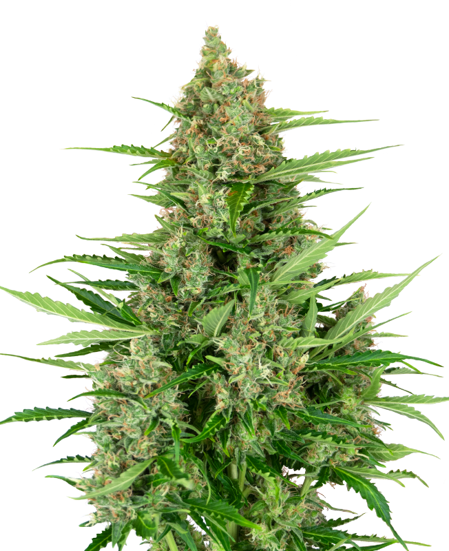 Double Kush Cake Automatic Seeds