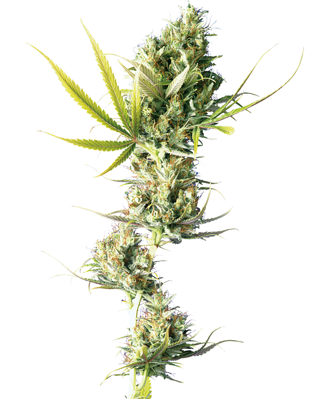 Durban Feminized Seeds