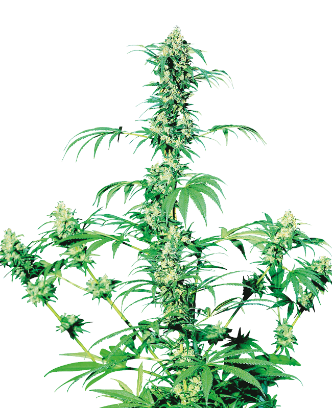 Early Strain Feminized Fast Version Marijuana Seeds | Crop King Seeds