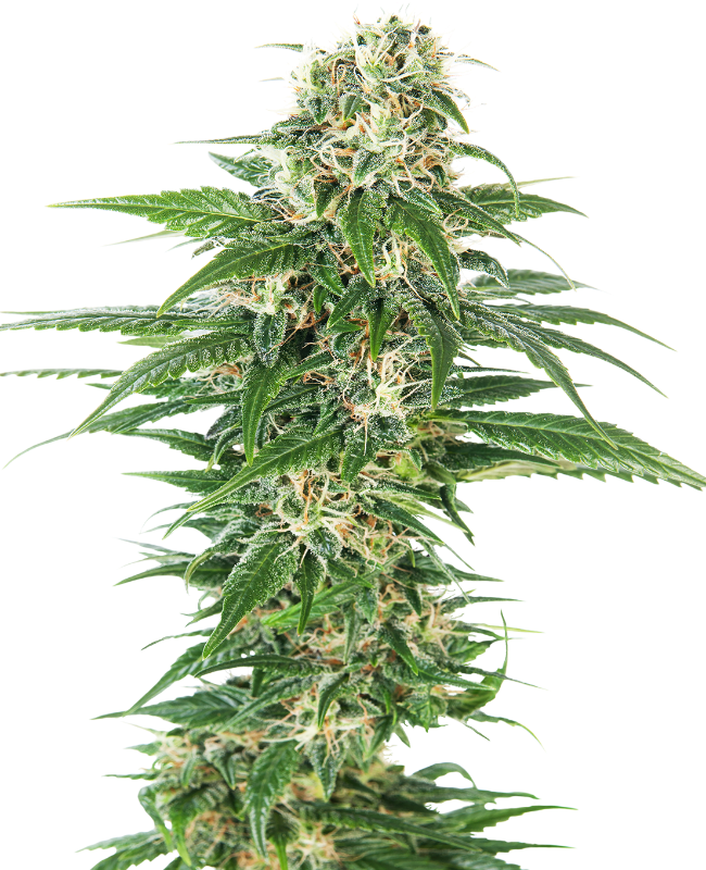 Early Skunk Automatic Seeds