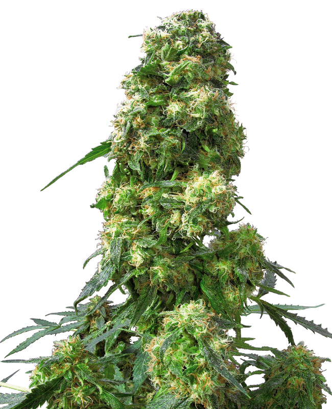 Early Skunk Feminized Seeds