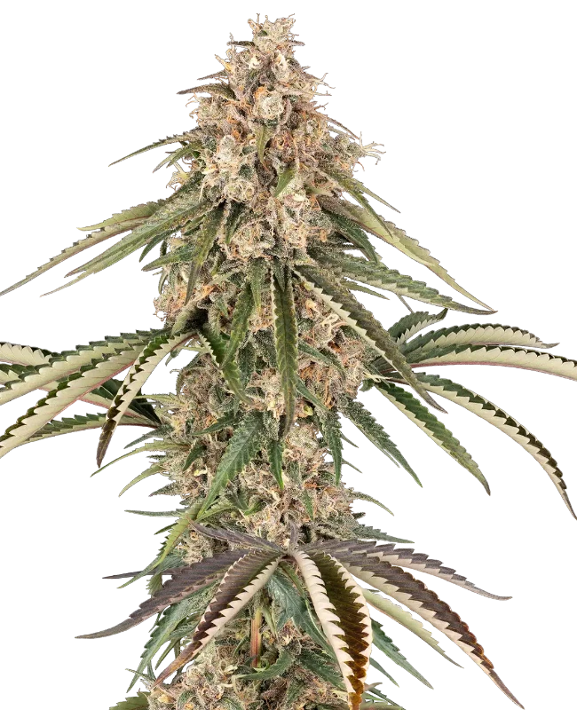 Garlic Gas Feminized Seeds