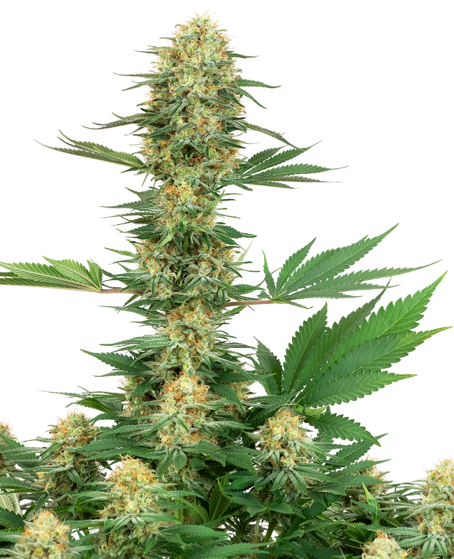 Gelato #420 Feminized Seeds