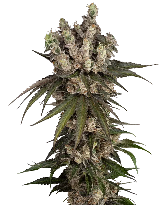 Gelauto Kush Automatic Seeds