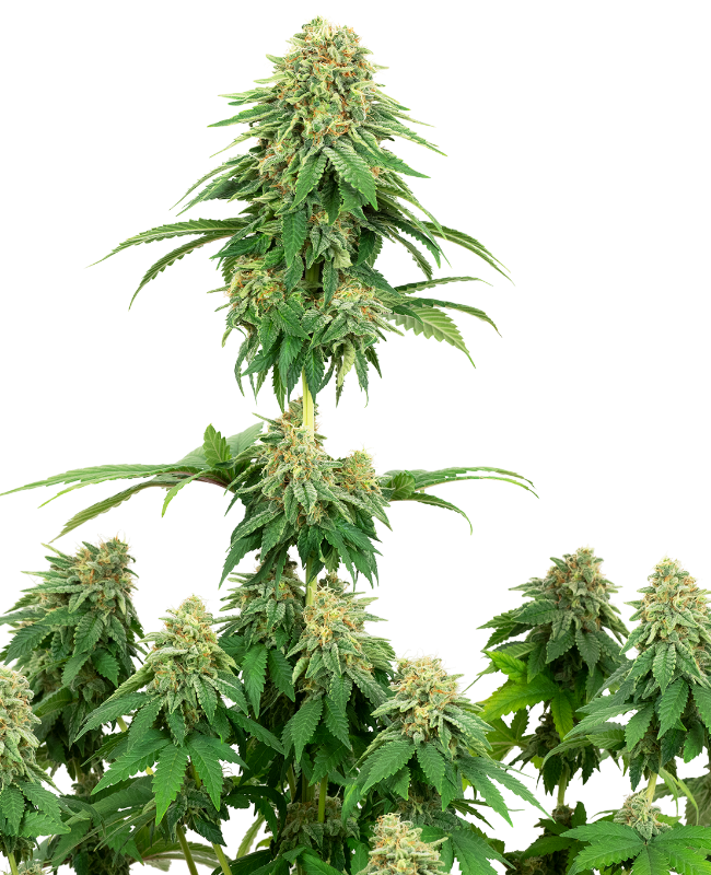 Girl Scout Cookies Feminized Seeds