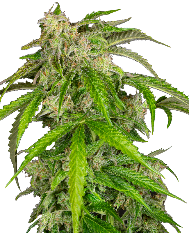 Glamour Automatic Seeds