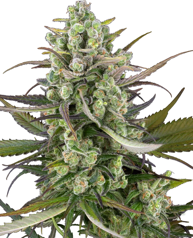 Headband Kiwi Automatic Seeds
