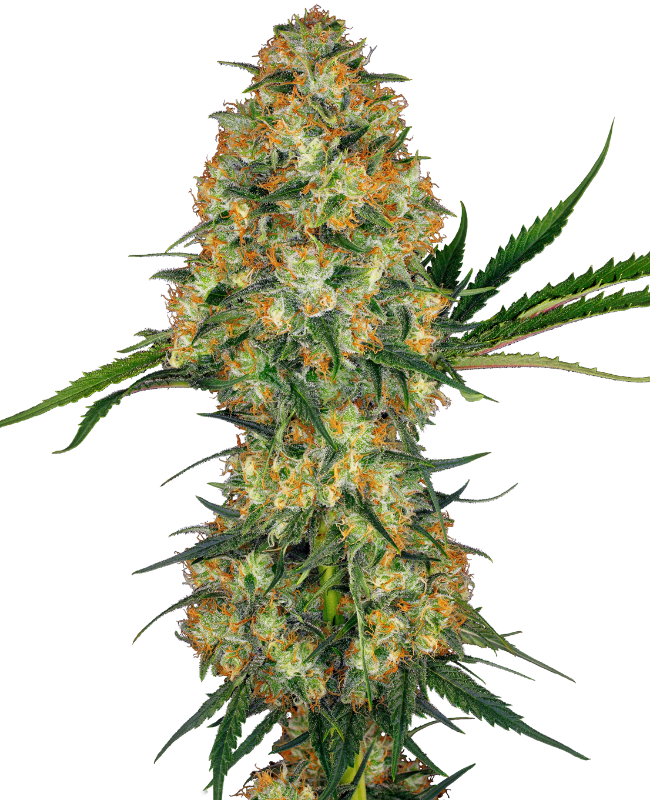 Hindu Kush Feminized Seeds
