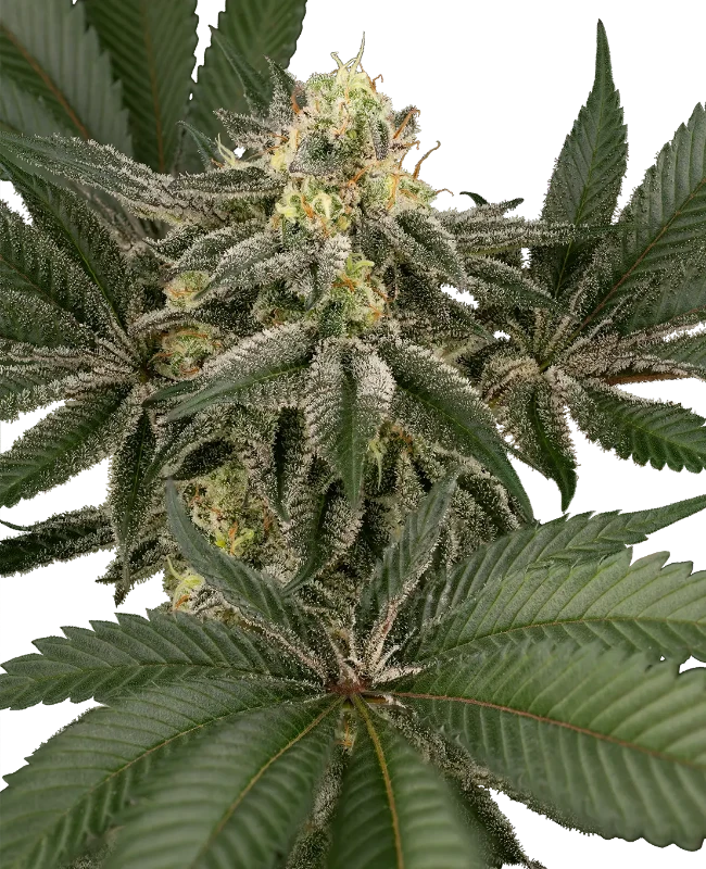 Hollywood Venom Feminized Seeds