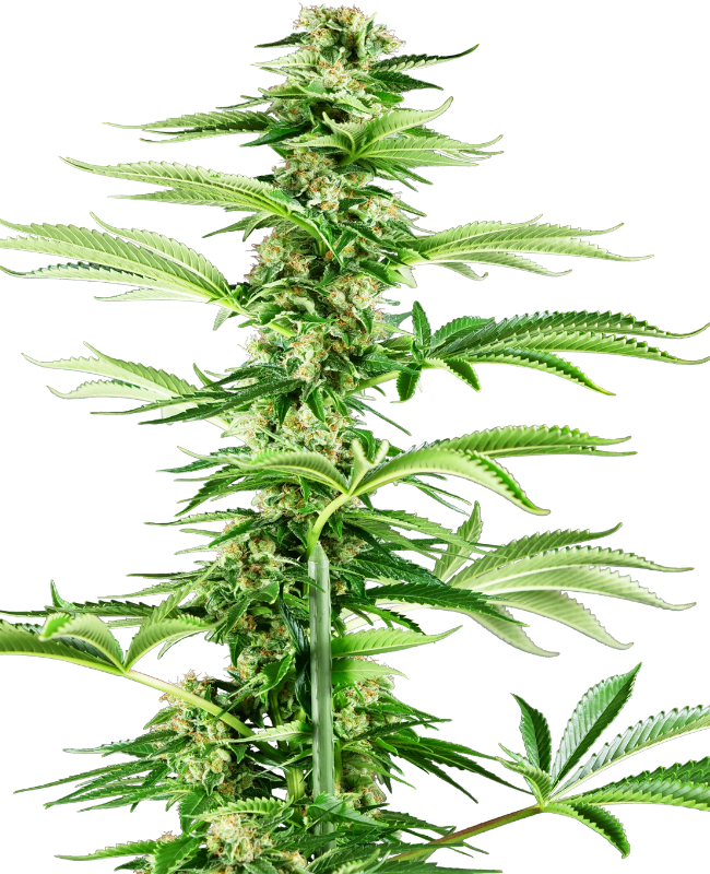 Honey Melon Haze Feminized Seeds