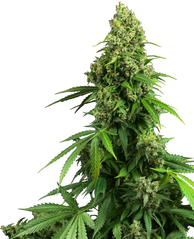 Honey Melon Kush Automatic Seeds
