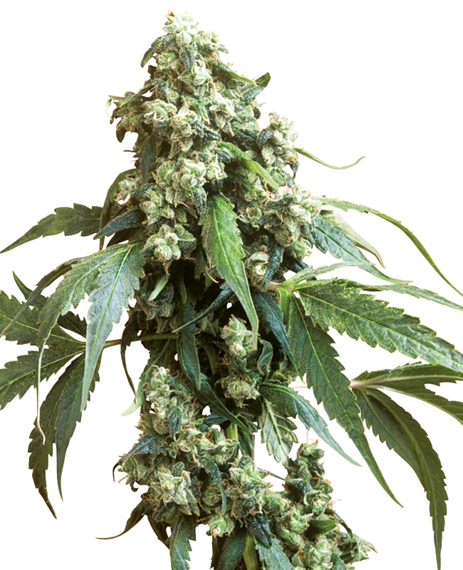 Jack Flash #5 Feminized Seeds