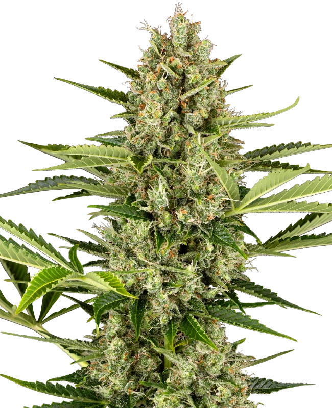 Jack Herer Automatic Seeds