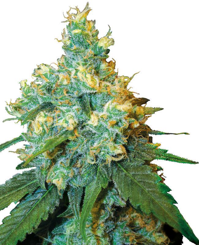 Jack Herer Autoflower Seeds – Easy 9‑10 week Grow, 15‑20% THC