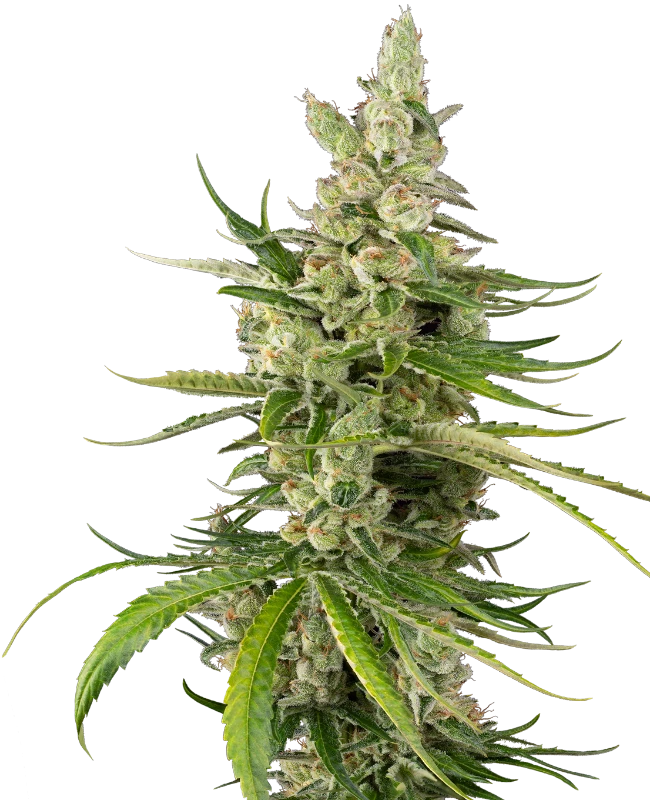 Jackuzzi Feminized Seeds