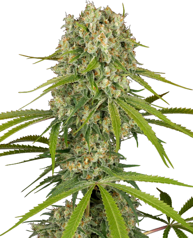 LA Sugar Feminized Seeds
