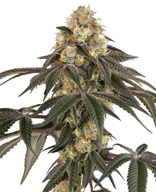 Lychee Sago Feminized Seeds