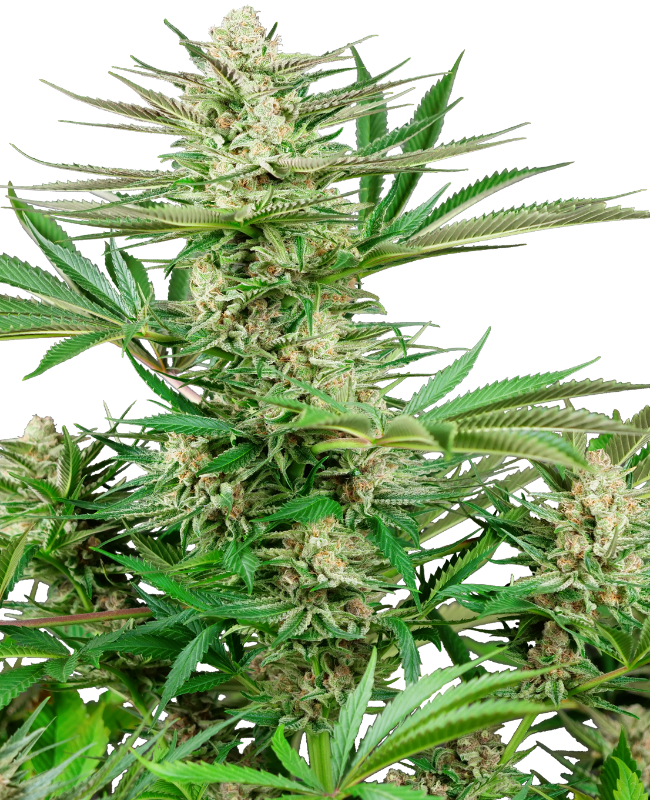 Malibu OG Gold Feminized Seeds