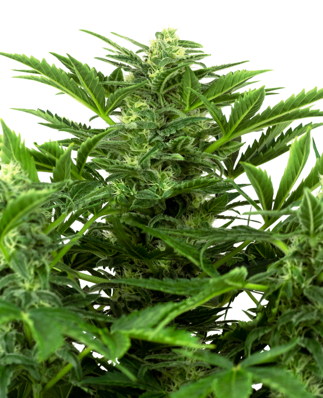 Mandarin Punch Automatic Seeds