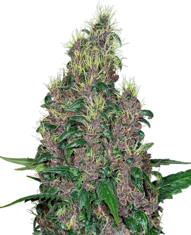 Mandarine Jam Feminized Seeds
