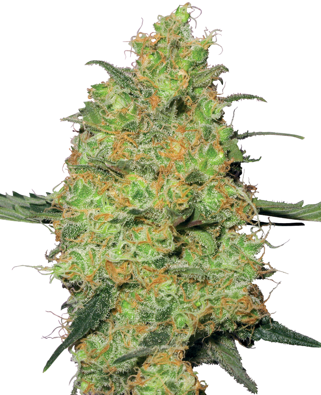 Master Kush Feminized Seeds