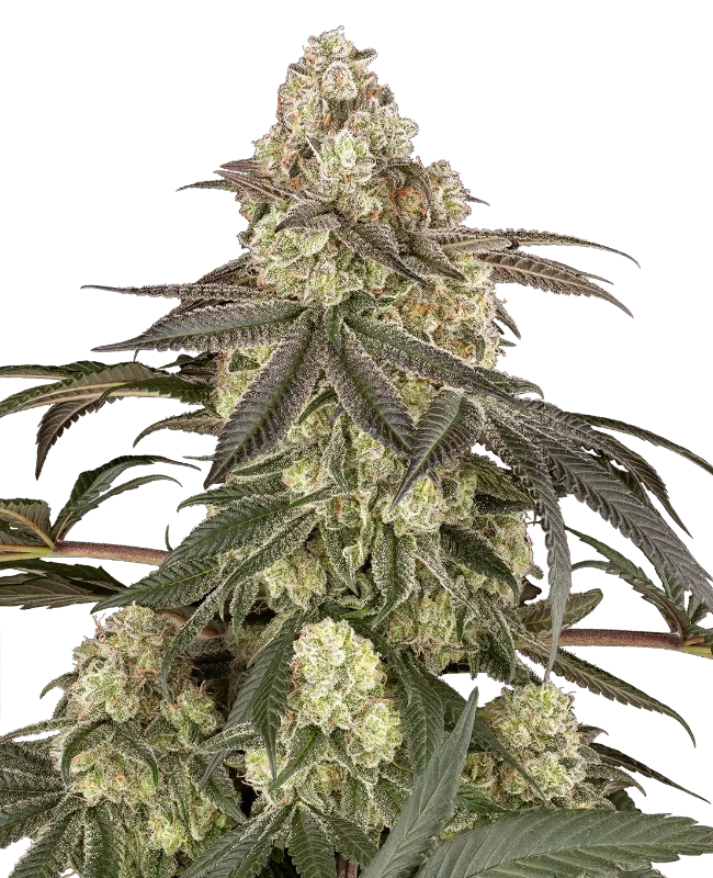 Muskato Feminized Seeds