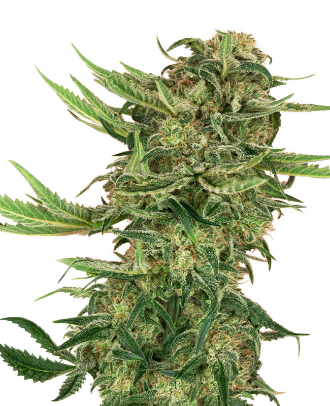 N13 Kush Feminized Seeds