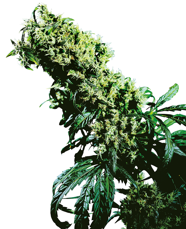 Northern Lights #5 X Haze Feminized Seeds
