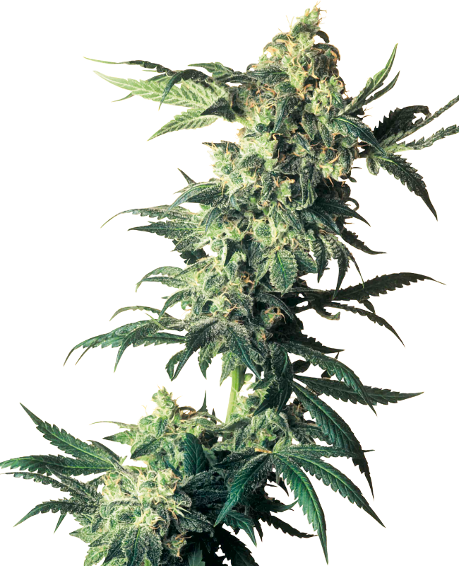 Northern Lights Feminized Seeds