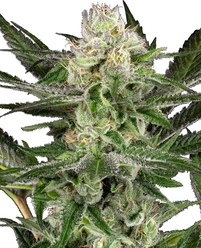O’Gezuz Feminized Seeds