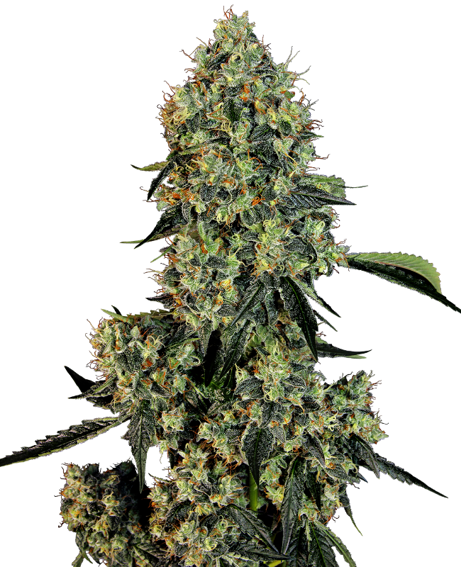 OG Kush Feminized Seeds