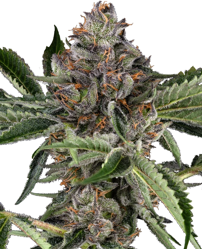 Papaya Jealousy Feminized Seeds