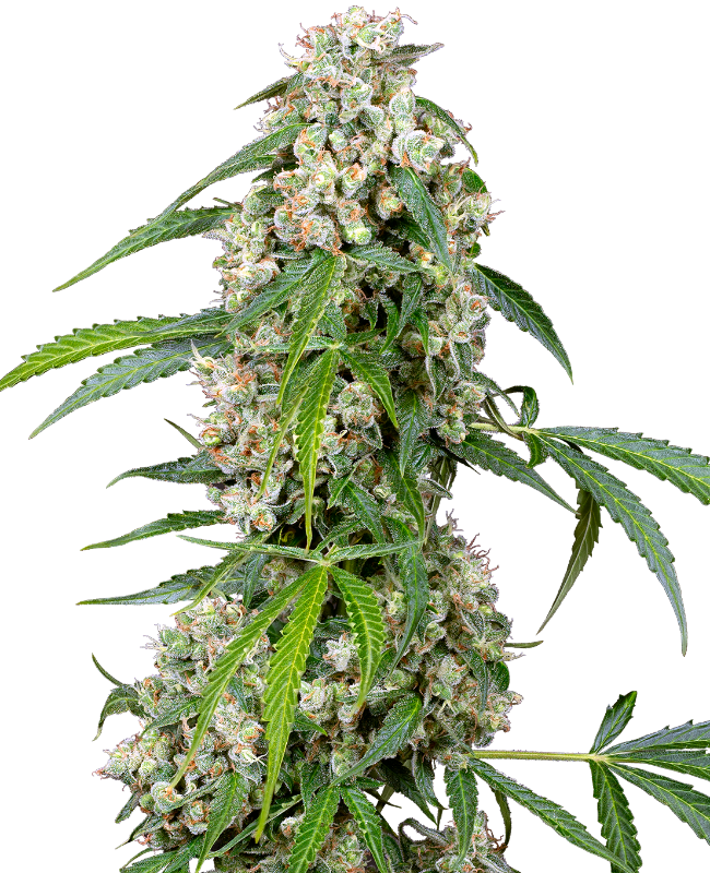 Pineapple Automatic Seeds
